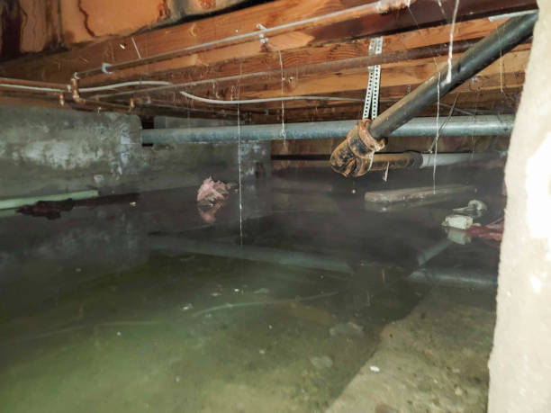 Best Local water damage restoration  in Mvell, AR