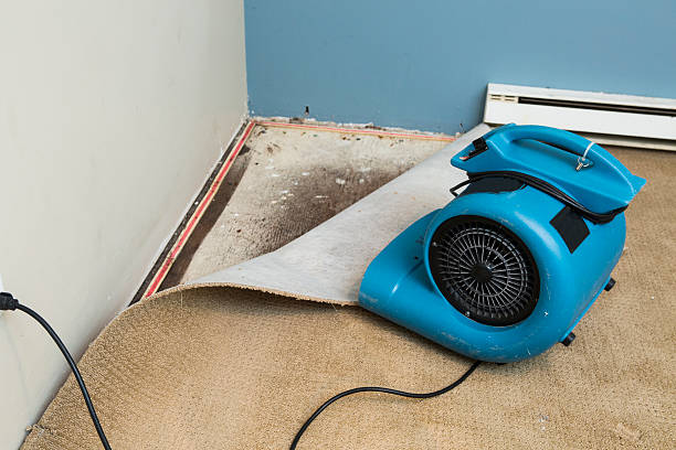 Best Mold removal after water damage  in Mvell, AR